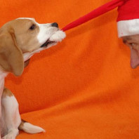 Weihnachtskarte – frech und anders