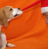 Kleine Tricks, die Freude schenken – in Fernsehen und Adventskalender