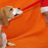 Mütze ziehen – nicht nur als Weihnachtskartenmotiv