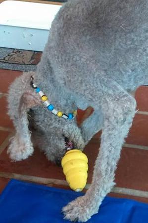 teddy-hundeeis-kong