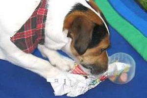 terrier-pepe-kugeln-04