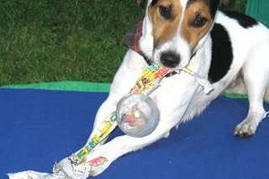 terrier-pepe-kugeln-05
