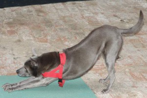 thai-ridgeback-tosca-verbeugung