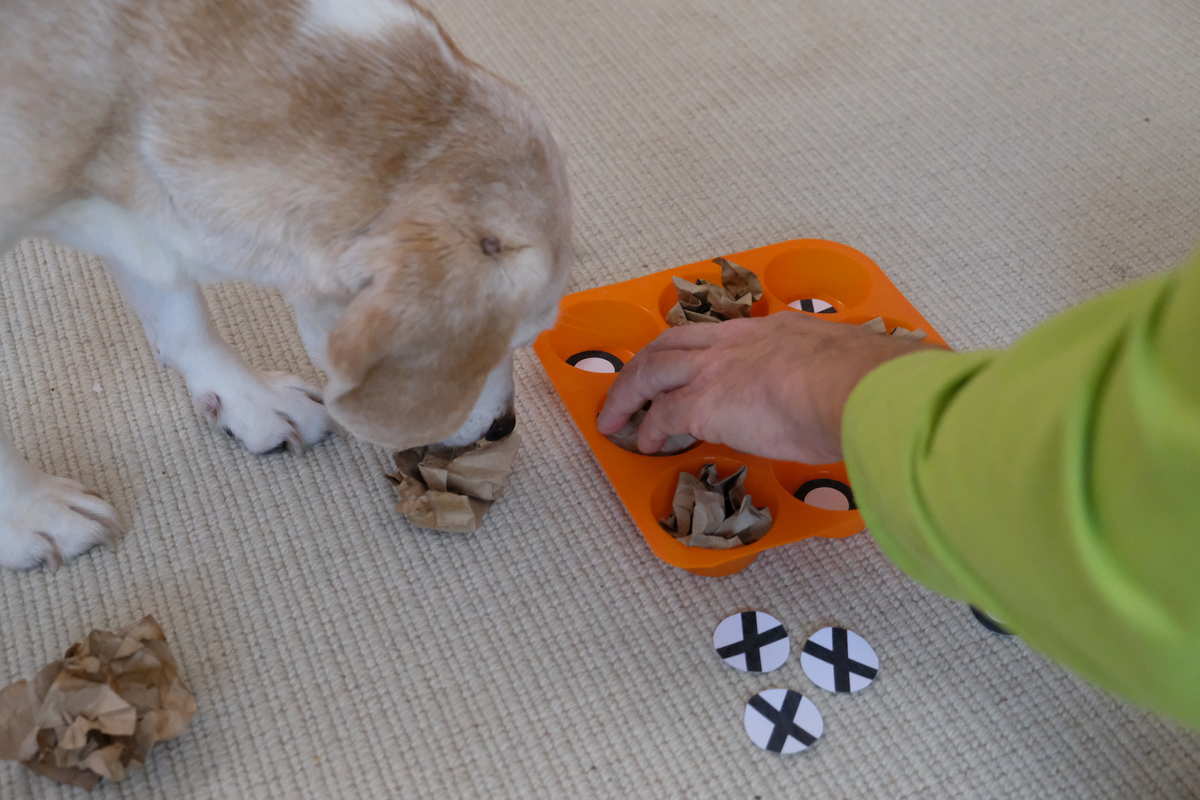 Lustige Spiele Für Hund Und Mensch www.spass-mit-hund.de