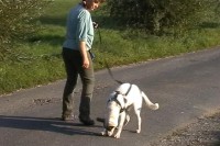 tierheim-lockere-leine-03