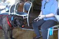 tierheim-target-training-01