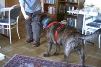 tierheim-target-training-03