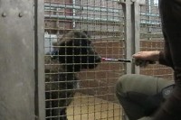 tierheim-target-training-11