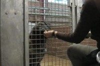 tierheim-target-training-12