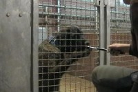 tierheim-target-training-13