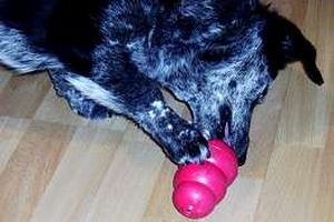 tiffy-kong