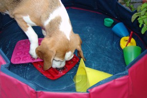 wasserspiele-schiffahoi-beagle-birte-02