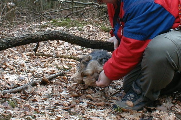 yorkie-lucy-ast