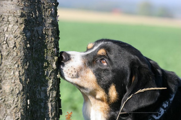 zito-rinde-baum