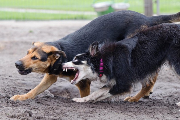 zwei-hunde-spiel-border-collie-672764