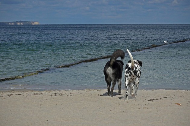 zwei-hunde-strand